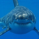 shark